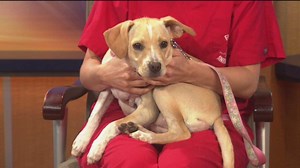 Pet questions: Guinea pig spinal cord injury