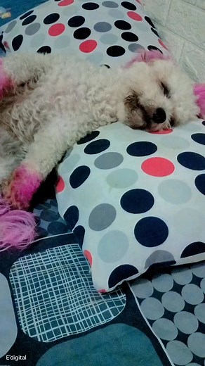 Lamia sa tulog sa bulingit oie😍 #furbaby #mocha | Erwin Laurente Baloro
