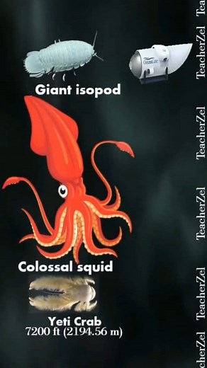 1.2K views | TITAN SUBMARINE (JUNE 18,2023) #seacreatures #seabed #OCEANGATE #TITANSUBMARINE #SUBMERSIBLE #teacherzel #fyp #teacherzel2024 #TREnding2023 #trending2024 #fyp #fbreels #teacherzel2023 #titan #submarine2023 #sinksubmarine #JUNE182023 #SUBMARINESUNK #expidition #submarineexpedition #atlanticocean #tour #fishes #underthesea #titanic #fishes #basketstar #sunfish | Teacher Zel | Facebook