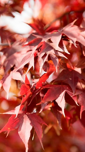 ¡Despierta tu poder con estas 7 afirmaciones para ser tu mejor...