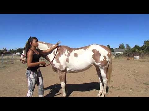 How to: Mount a Horse Bareback