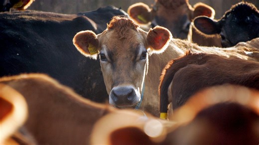 Ploughing through Leaving Cert Ag Science