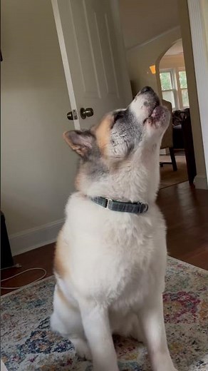 Howling Akita Wake up by Moe!