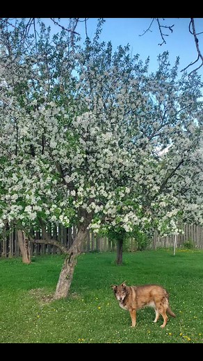 #appleblossom #breatheinbreatheout #beautifulblackhills | Fay Swenson