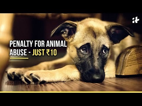Law Against Animal Cruelty In India Sparks Outrage: Penalty For Animal Abuse - Just ₹10