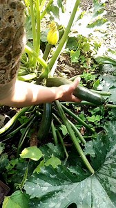 Ek hi plant se itni sari vegetable | flowers 🌼 #organicfarming #beautiful #garden | Shilpa Thakur