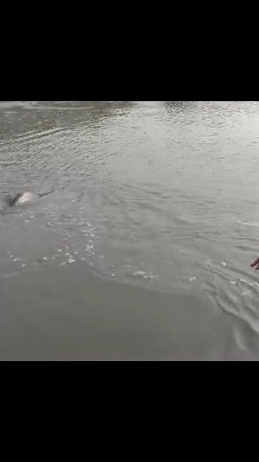 Big Patan Fish at Chashma Barrage #bigfish #fblifestyle | Taseer Hunting
