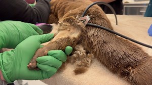 Otter exam 🦦🏥 Sadly we don’t offer swim-up service yet, but Ginger otter was lovingly examined nonetheless by our vet team recently. We confirmed some suspected arthritis on this sweet 17-year-old North American River otter, found a few smaller issues, and returned Ginger to her habitat safe & sound! #VetTales Friday | Oakland Zoo