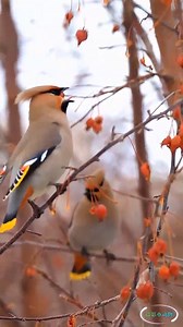 Bohemian Waxwing (太平鸟,Bombycilla garrulus) loves plum-leaf crabs, in Jilin province. It is a plump, smooth-plumaged bird with a sleek crest. ❤摄影小动物 ❤❤❤ #Wildlife #birds #travel #Nature #Peace #China #beauty #beautiful #love | Lin hillside