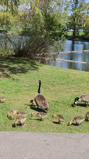 canadian geese and 9 chicks minding their own business toronto canada may 2025 | Roopnarine Sitaram