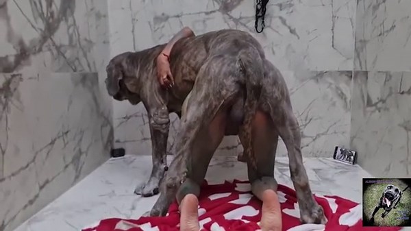Historias Bestiales: Alisson, Placer Canino Sin Límite