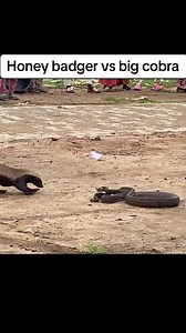 The fierce battle between the belligerent honey badger and the giant venomous snake. | Nature Agry