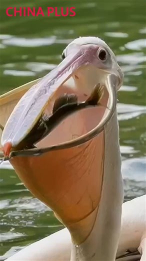 582K views · 346 reactions | When a white pelican opened its huge mouth to swallow a fish whole, the scene was captured by a photographer who had waited for hours to capture this stunning moment of nature in action. #FunChina #EcoFuture #EcoCivilization | China Plus Culture | Facebook