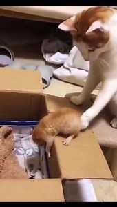 4.8K views · 118 reactions | 藍藍  Moon | International Photography | Facebook