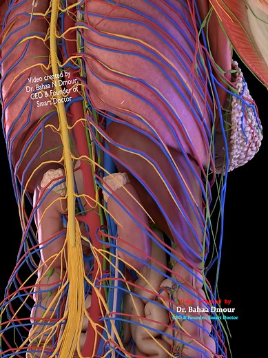 Understanding Kidney Nerves and Abdominal Aorta in 3D
