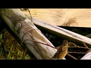 Linnet Bird - Linnets in My Garden