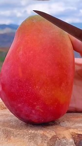 Miyazaki Mango available po 🥭 | Nueva Ecija Grafted fruit trees