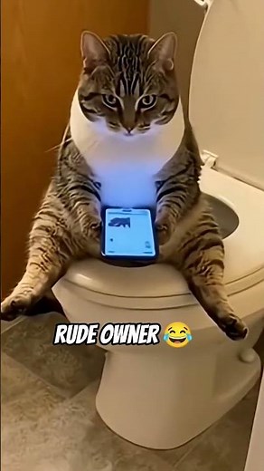 cat pooping in the bathroom #shorts #hilarious #funny #cats #poop #memes