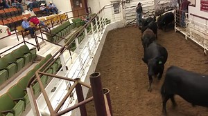 11 reactions | Woodward Livestock Auction, Inc on Reels | Facebook