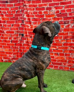 3.5K views | Leroy Needs Your Love Leroy is a charming young Bull...