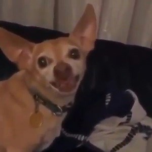 Zucc succ my ducc on Reels