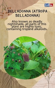 10 Toxic Flowers to Beware | Top 10 Most Poisonous Flowers || Dangerous Toxic Flower Flowers are almost always linked to happy and positive vibes, but some flowers are really dangerous and we should be careful around them. Today we have pulled together a list with the top 10 Most Poisonous Flowers for you. #Poisonous #Flowers #Toxic #flowers #nature #flower #photography #love #naturephotography #flowerstagram #garden #art #beautiful #flowers #nature #flower #photography #love #naturephotography 