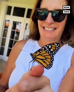 403 reactions · 317 shares | This gardener is sharing tips on how you can help save the monarch butterfly | Did You See This? | Facebook