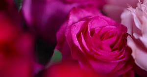 Beautiful Fragrant Wet Red Roses Covered: Stockvideos & Filmmaterial (100 % lizenzfrei) 3816065155 | Shutterstock