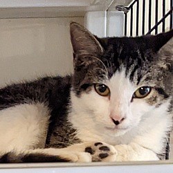 St Augustine, FL - Domestic Shorthair. Meet Sadie a Pet for Adoption - AdoptaPet.com