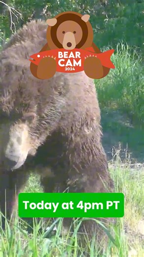 Join us today at 4pm PT on our Brooks Live Chat Channel for our first official Bear Cam chat of the season. We can bear-ly contain our excitement. | explore.org