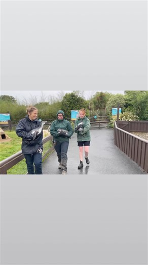Our five Humboldt penguin chicks - Halloumi, Mozzarella, Camembert, Gorgonzola and Cheddar - have graduated penguin nursery where they grew their waterproof feathers and learned vital survival skills such as feeding on whole fish, and have headed back to the main pool with the rest of the colony! 👨‍🎓 🤩 🥰 🐧 They grow up so fast… We are still unsure of the sexes of each chick and are awaiting feather samples to be tested. So stay tuned for our gender reveal party - coming soon (any excuse eh?
