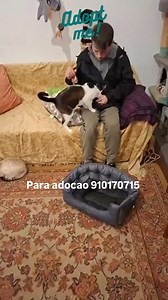 41 reactions · 19 shares |  Adotar um gato adulto é um ato de amor...