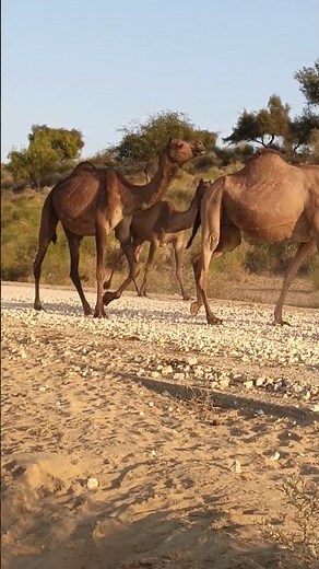 How Camels Reproduce | Wildlife Education 🐪 #camel #camelbreeding