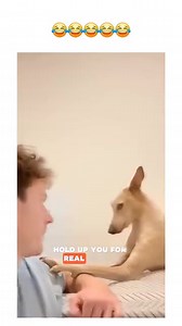 This doggo is a paid actor.. | Kym Kym arts