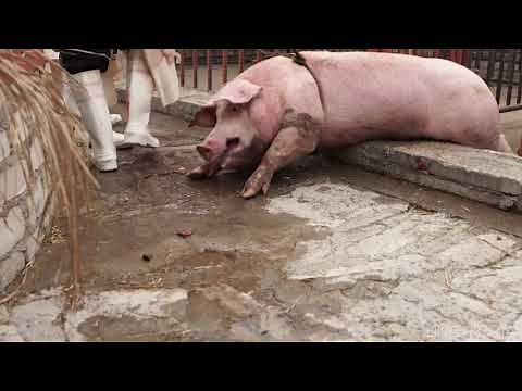 Injured pig in slaughterhouse corral
