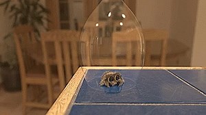 Every spider should be this cute. Lucas the Spider in "Captured" ➡️ https://youtu.be/Isvqg90LhqM | YouTube