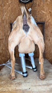 71K views · 842 reactions | Let’s milk the girls! #goat #farming..._00003 #farmasmr #goatfarm #goats #asmr | Sofia Khan | Facebook