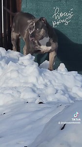 Hocus Pocus 🔮 Ice Queen ❄️ 👑 #hocuspocus #dancedance #ice #icequeen #snow #mountain #winter #pretty #beautiful #muscle #fitchick #girl #foryoupage #foryou #fyp #americanbully #abkc #bigdog #dog #dogs #bully #xlbully #wednesday #wednesdayadams #viral #viralvideo #colosseumproduction #trending #trend | Colosseum Kennels XL And Pocket Bullies
