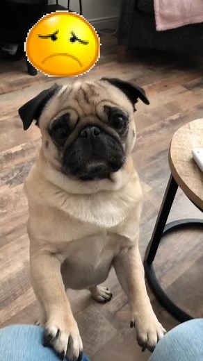Lola the awesome pug op TikTok