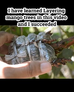 5.7K views · 45 reactions | I have learned Layering mango trees in this video and I succeeded #gardening #grafting #mango #Spring #plant #diy #4u | Grafting Examples | Facebook