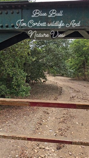 3.8K views · 74 reactions | Kyari village se aate Hue mansuni nale mein nilgai Mil Gai Mujhe | Jim Corbett Wildlife & Nature View | Facebook