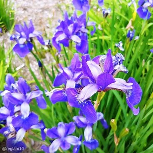 We love seeing the photos our Passholders have been sharing while exploring our gardens and grounds during our first phase of reopening! We invite you to join our Passholder family and experience Biltmore in every season! Now through May 31, become a Passholder and save $100 plus enjoy three additional months of Biltmore for free. More details: http://ow.ly/FMnd50zLGjI | Biltmore