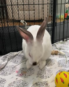 15K views · 493 reactions | BART is getting ready for the weekend! What about you? | East Bay Rabbit Rescue | Facebook