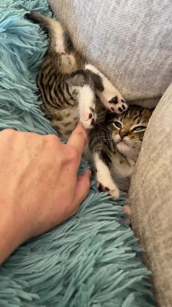 I followed the instructions. Not sure I assembled this kitten correctly. | foster_kittens