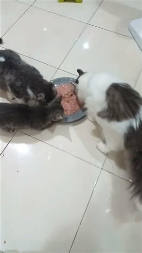 cat slsodd dldo sid dsksis skp