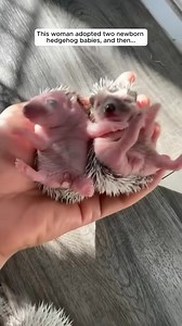 24K views · 569 reactions | This woman adopted two newborn hedgehog babies, and then | Suusuu | Facebook