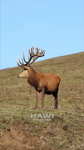 Red Deer Explores Majestic Mountain Landscape Discover a serene and enchanting moment as we stumble upon a majestic Red Deer in the midst of tranquil mountain serenity. Watch as this graceful creature gracefully moves through the lush green landscape, embodying the essence of nature's peace and harmony. Join us on this awe-inspiring journey to witness the beauty of the Red Deer in its natural habitat. Don't miss out on this captivating wildlife encounter! Video ID: HA45533 #RedDeerSpotting #Moun