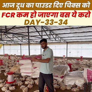 88K views · 1.8K reactions | आज हमने चिक्स को दूध का पाउडर दिया ताकि चिक्स FCR कम कर दे | Punit Agrofarm | Facebook