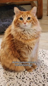 2.5K views · 127 reactions | Those little hands cast big magic tho  #catsoftiktok #foryourpage | Walter the Fan | Facebook