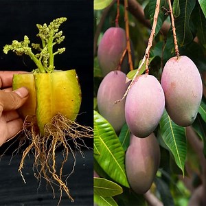 How To Propagation Mango Tree From Cutting By Start Fruit 100% | Ashik Muztaba